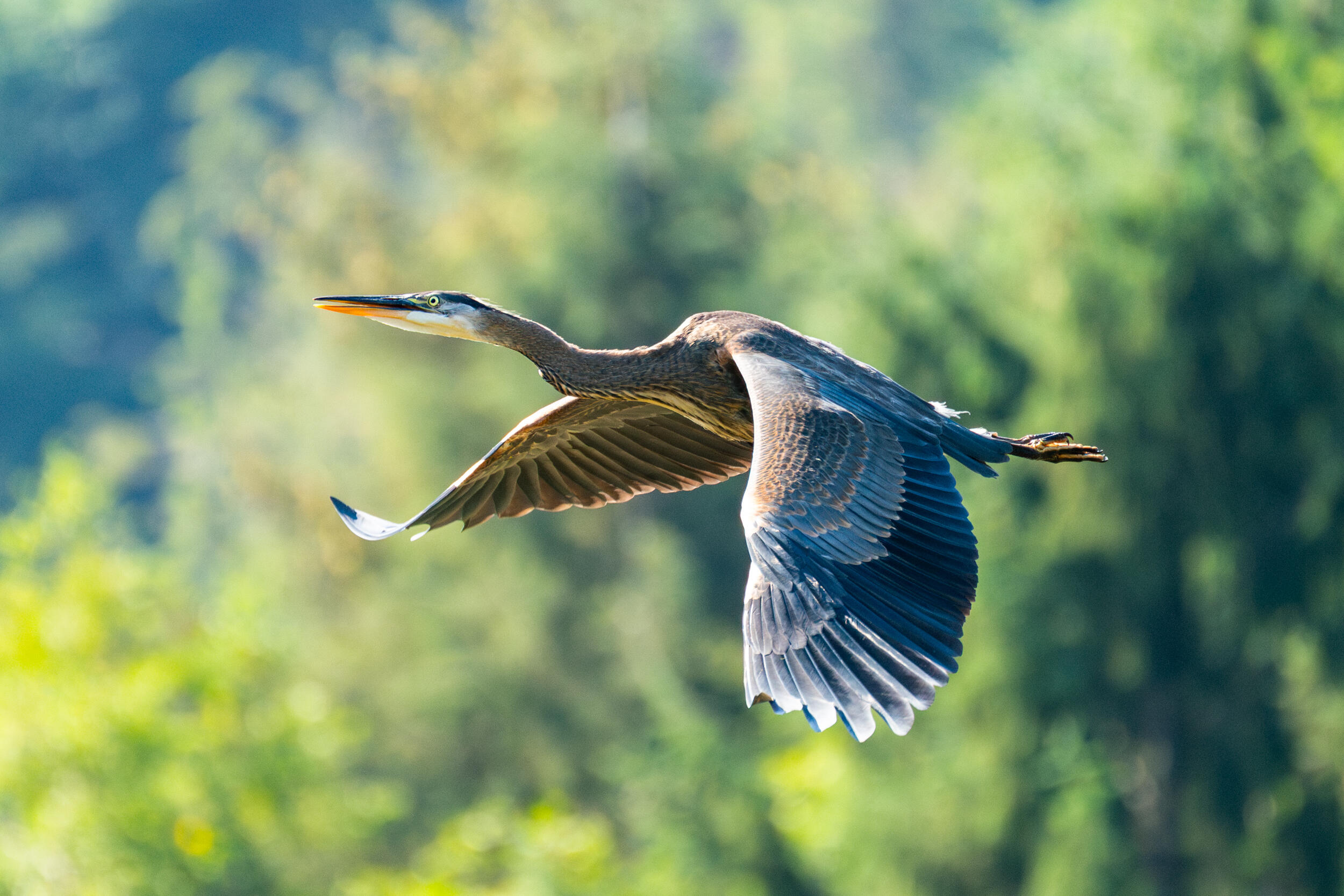 Great blue heron